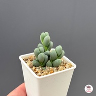 เขากระทิง Corpuscularia lehmannii (Ice Plant) ไม้อวบน้ำ กุหลาบหิน cactus&succulentหลากหลายสายพันธุ์