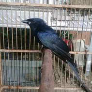 burung srigunting hitam gacor