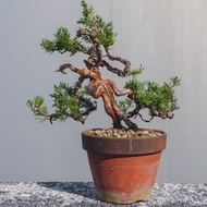 系魚川真柏小品盆栽材料 有水線舍利雕刻