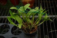 C. skinneri var. coerulensis "Orchidglade"4 盆(3269)