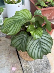植物盆栽Calathea Orbifolia （青蘋果竹芋）連盆