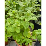 3 CUTTING POKOK PUDINA MINT/DAUN PUDINA/LIVE PLANT/CUTTING SAHAJA