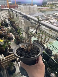 神聖乳香  沒藥 橄欖 連盆 植物