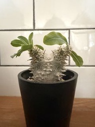 惠比須大黑 多肉植物 塊根