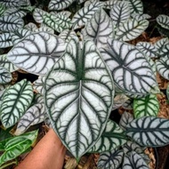 Baru Tanaman Hias Alocasia Dragon Silver - Alocasia Silver