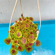 迷你圓葉觀葉紫蘇  （較少品種）