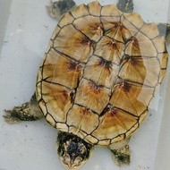 cst common snapping turtle 3ekor