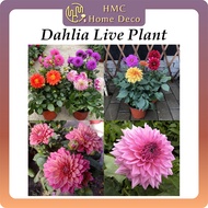 Real Live Plant Dahlia Flower Plants Pokok Hidup Dahlia Bunga Hidup 大丽花