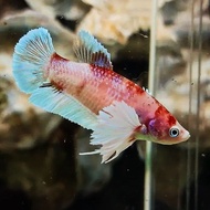 Dumbo multi Dumbo multi Dumbo