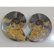 ammonite conch ornament