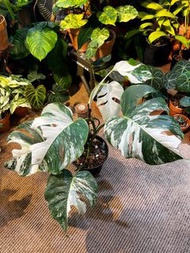 Monstera deliciosa var. borsigiana albo variegata 長柄白錦龜背竹盆栽 錦化植物 Variegated plant