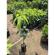 Avocado 034 healthy grafted trees, standard varieties