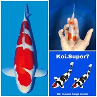 bibit ikan koi Kohaku merah putih