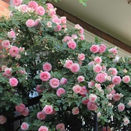 Flower Weng Limbing Rose Potted Large Flower Fragrant Everblooming Climbing Vine Climbing Plant Garden Balcony Flower Gr