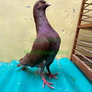 Burung Dara/Merpati Kolong Sepasang