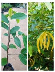 ต้นสายหยุด ดอกสีเหลือง กลิ่นหอมละมุน สูง60-80ซ.ม แบบกิ่งตอน