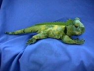 Wishpets 22" Green Iguana Plush Toy