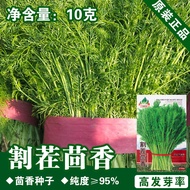 Fennel Seed Fennel Seed Fennel Seed Four Seasons Vegetable Seed Vegetable Seed Wholesale Vegetable S