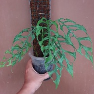 monstera obliqua peru