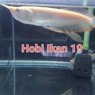 TERLARIS IKAN ARWANA SILVER ALBINO/ARWANA SILVER ALBINO/INDUKAN MATA