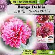 F102 BUNGA DAHLIA JC GARDEN DAHLIA FLOWER SEED BIJI BENIH