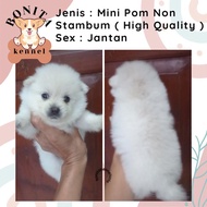 Jual Anjing Mini Pom Pomeranian Anakan Anjing Mini Pom Non Stambum