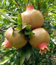 buah delima merahputih 1kg super jumbokecil seger buah delima lokal delima infor