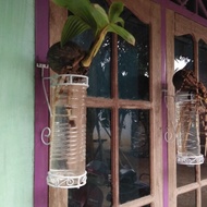 tempat bonsai kelapa unik