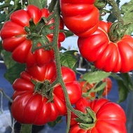 เมล็ดพันธุ์ มะเขือเทศ คอสโตลูโต (Costoluto Genovese Tomato Seed) บรรจุ 20 เมล็ด คุณภาพดี ของแท้ 100%