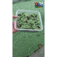 Azolla Fresh Cup Seeds 1000ml Thick – Live Fertile, Safe & Resistant to Ship Throughout Indonesia