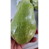 Organic chayote 有机佛手瓜