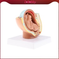 Lohobby 9th Month Fetus/Foetus   Models Human Fetal Development Model Lab Supplies Educative