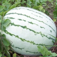 เมล็ดพันธุ์ แตงโม ดิกซี่ควีน (Dixie Queen Watermelon Seed) บรรจุ 20 เมล็ด คุณภาพดี ราคาถูก ของแท้ 100%