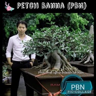 PBN/ Petch Banna/ Hybrid type/ Adenium seeds/ Biji benih Adenium/ Import Thailand