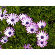 Biji Benih Bunga Cape marguerite 20 Pcs+- Flower seed sunflower seeds daisy dahlia asparagus 南非万寿菊种子