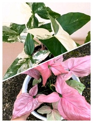 Tanaman hias paket 2 syngonium varigata - syngonium pink