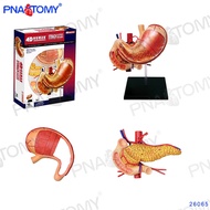 4 d model MASTER the stomach digestive organ anatomical model 15 detachable parts medical anatomy model
