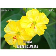 YELLOW FOUR OCLOCK Seed [ MJ 5 ] benih bunga pukul 4 @ bunga seroja