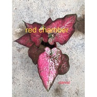caladium id red chamber