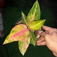 tanaman hias aglaonema / aglonema roro mendut realpict