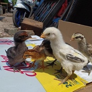 Ayam Pelung Asli Cianjur - Ayam Pelung Asli