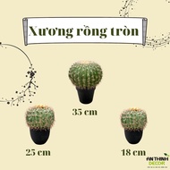 ROUND CACTUS [High quality fake plant, An Thinh Decor interior plant]