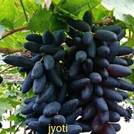 bibit anggur jyoti import