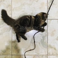 #3 - Open Adopt - Kitten / Anak Kucing - Persia Mix Maine Coon - Lucu