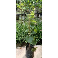 Anak pokok anggur jenis Dixon
