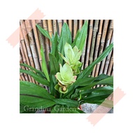 (GG real plant) curcuma alismatifolia ^ pink flower Siam tulip thailand bunga ginger Pokok hidup hia
