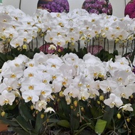 BUNGA ANGGREK BULAN PREMIUM EKA KARYA 1 POHON (POT PLASTIK/POLYBAG)