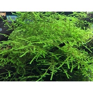 Java Moss  / Christmas Moss / Pelia Moss (Loose) 1-2cm