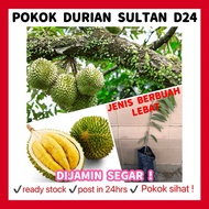RINA • pokok durian sultan D24 2kaki • 2 feet tall fruit sapling jenis berbuah lebat plant gardening