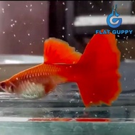 Albino Full Red ldukan